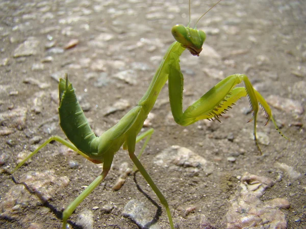 Mantis Verde Está Posando Para Câmera — Fotografia de Stock