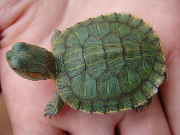 Żółw Trachemys Hatchling Pozuje Kamery — Zdjęcie stockowe
