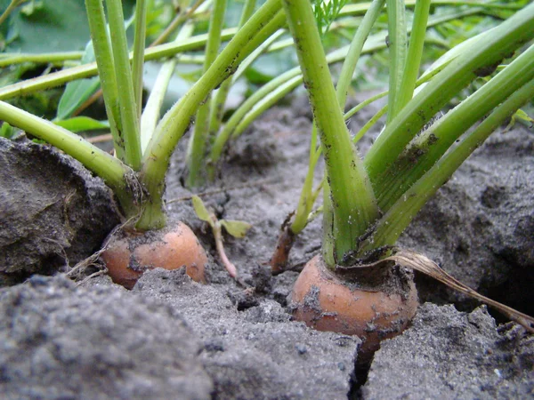 Cenouras crescendo nos campos — Fotografia de Stock