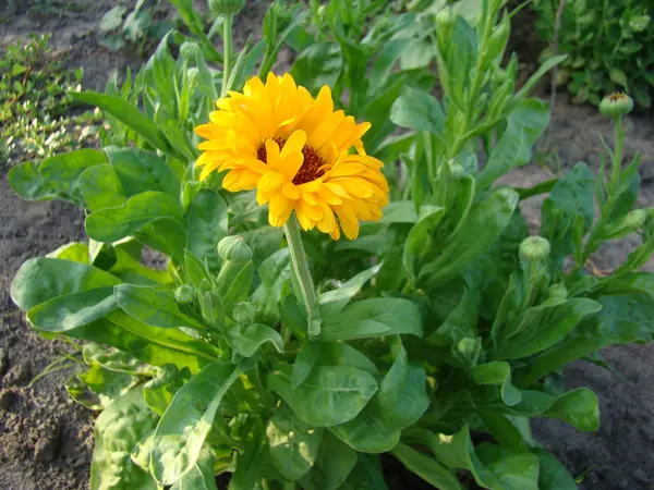 Calendula Fleur Orange Utilisée Médecine — Photo