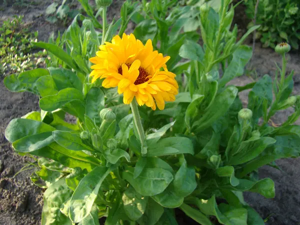 Flor Laranja Calêndula Usada Medicina — Fotografia de Stock