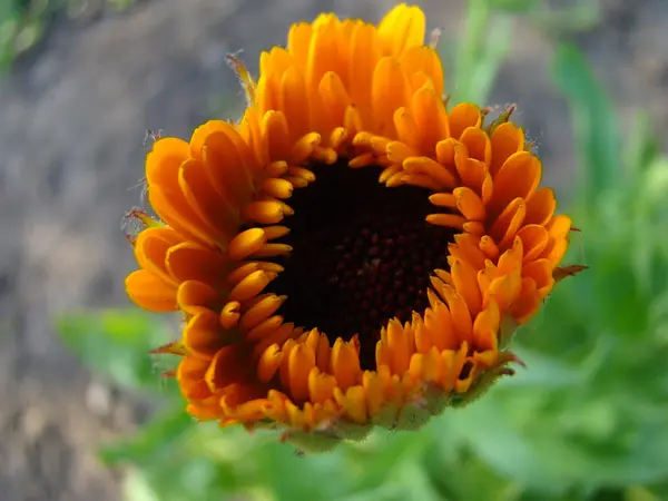 Flor Laranja Calêndula Usada Medicina — Fotografia de Stock