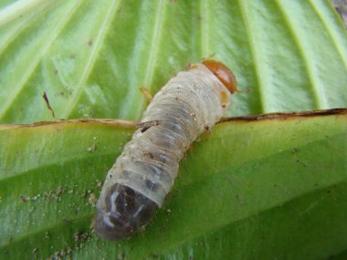 Mayıs böceği larva Scarab ailesinin böcekler bir cins