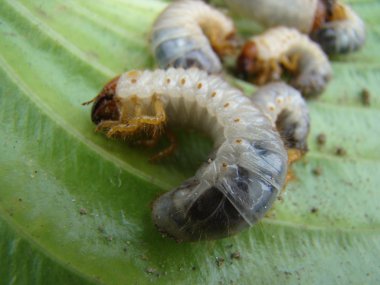 Mayıs böceği larva Scarab ailesinin böcekler bir cins