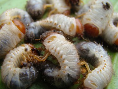 Mayıs böceği larva Scarab ailesinin böcekler bir cins