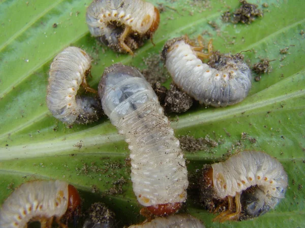 Larva May Beetle Género Insectos Familia Los Escarabajos — Foto de Stock