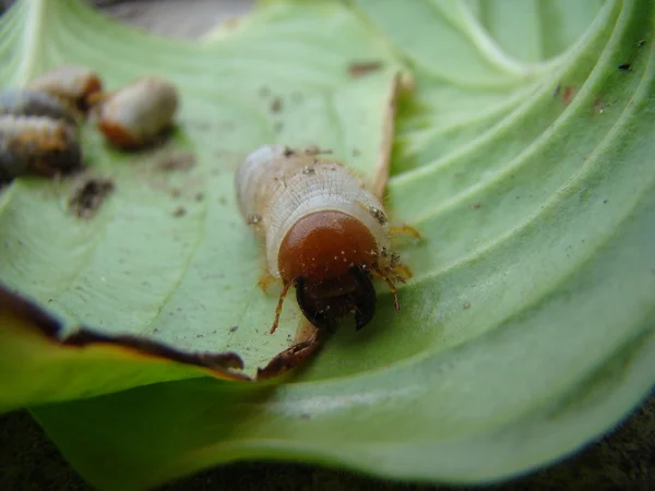 月ビートルの幼虫は スカラベの家族の昆虫の属です — ストック写真