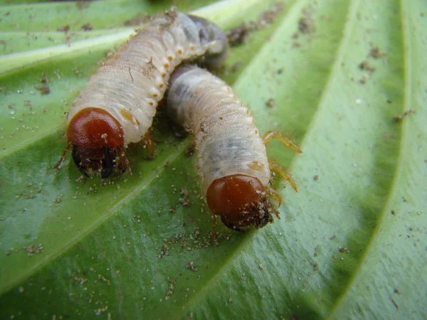 Larva May Beetle Género Insectos Familia Los Escarabajos — Foto de Stock