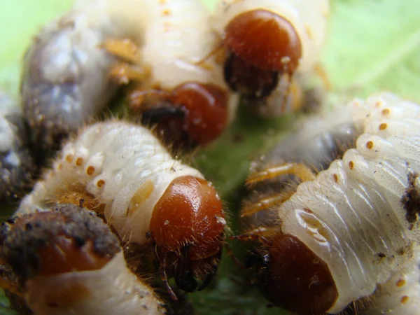 Larwa Chrząszcz Może Być Rodzaj Owadów Rodziny Scarab — Zdjęcie stockowe