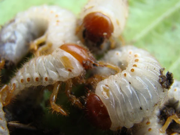 Larwa Chrząszcz Może Być Rodzaj Owadów Rodziny Scarab — Zdjęcie stockowe