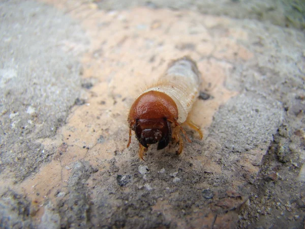 larva of the may beetle is a genus of insects of the family of scarab