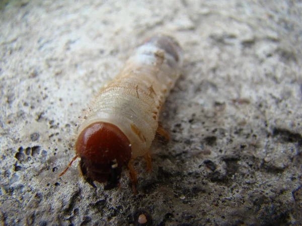 Larve Van Mei Kever Een Geslacht Van Insecten Uit Familie — Stockfoto