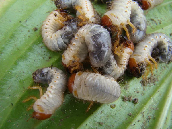 딱정벌레의 애벌레는 뎅이의 가족의 — 스톡 사진
