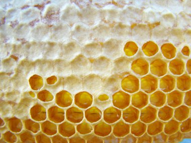 mum yapımı arılar bal depolanması için amaçlanan,.