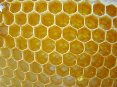 mum yapımı arılar bal depolanması için amaçlanan,.