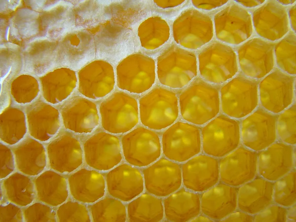 蜡建造蜜蜂 用于储存蜂蜜 — 图库照片
