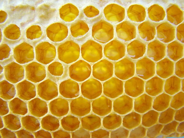 Wax Building Bees Intended Storage Honey Stock Picture