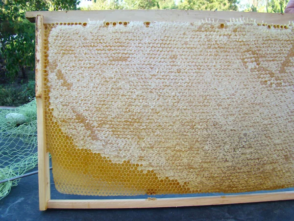 ワックス建物ミツバチ 蜂蜜を保存するためのもの — ストック写真