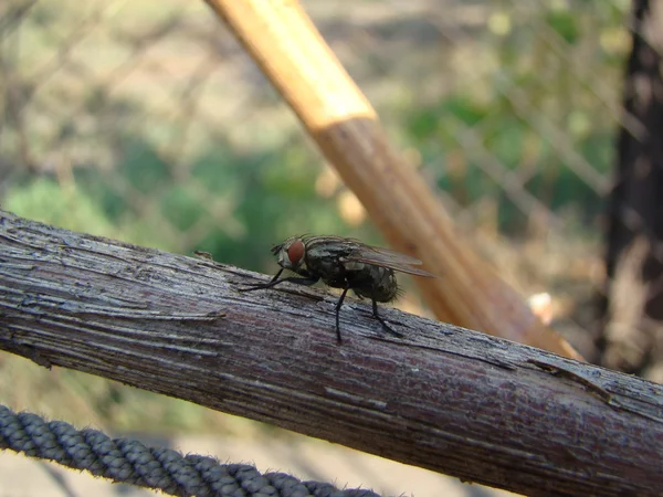 Las Moscas Son Insectos Incluidos Orden Diptera — Foto de Stock