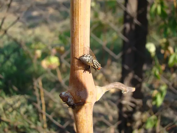 Muchy Owady Zawarte Zamówieniu Diptera — Zdjęcie stockowe