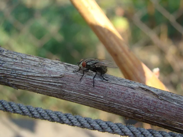 Fliegen Sind Insekten Der Ordnung Diptera — Stockfoto