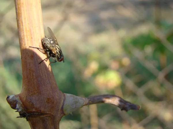 Мухи Комахи Включені Порядок Diptera — стокове фото