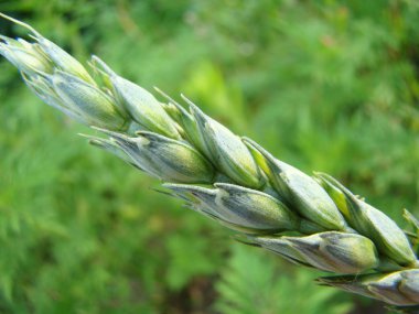 buğday closeup tahıl