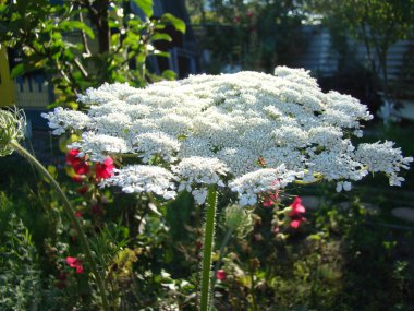 çiçekli havuç Bahçe