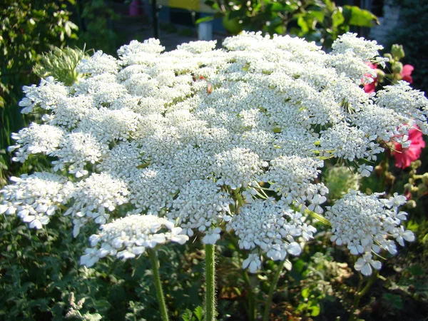 Bloeiende wortelen in de tuin — Stockfoto