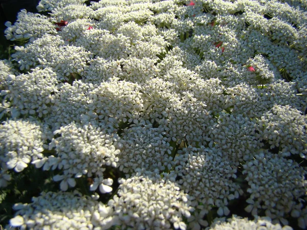 Flowering carrots in the garden — Stock Photo, Image