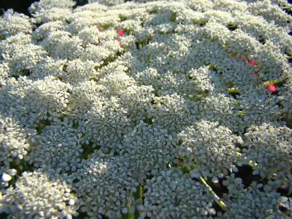 Carottes fleuries dans le jardin — Photo