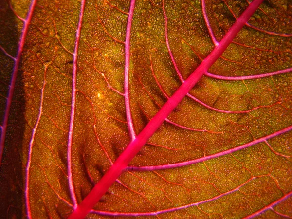 Textura das folhas — Fotografia de Stock