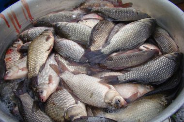 Sazan sazan balığı, sazan familyasından ticari bir balıktır.