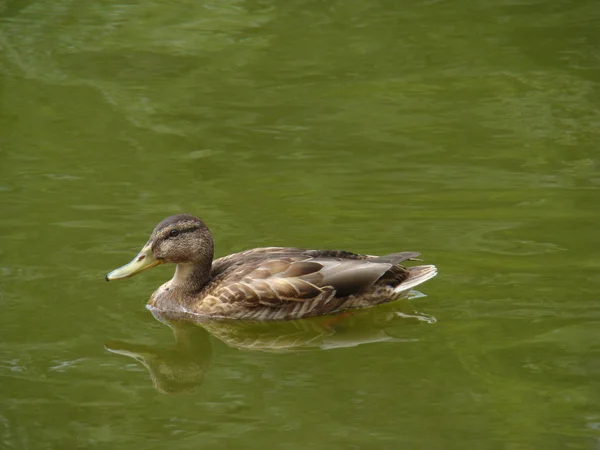 Pato salvaje — Foto de Stock