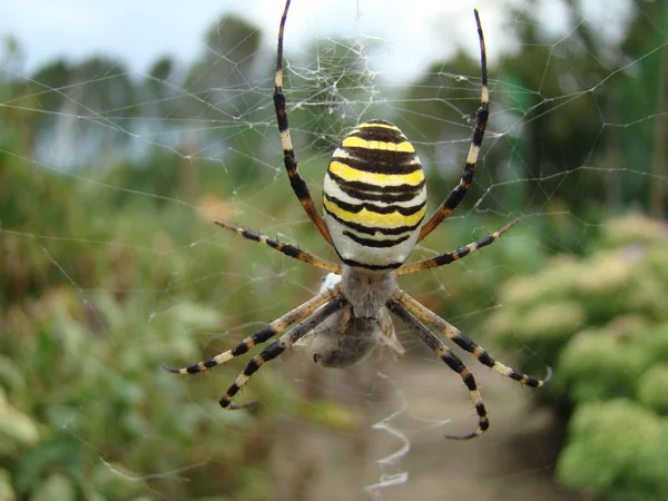 Örümcek-wasp — Stok fotoğraf