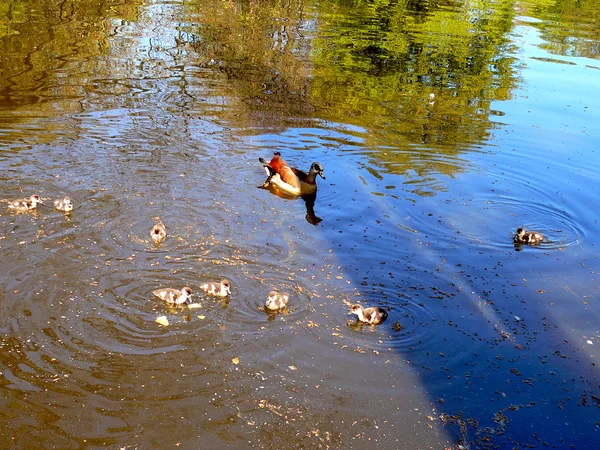 Duck with ducklings — Stock Photo, Image