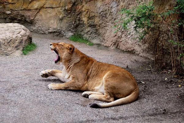 Leonessa — Foto Stock