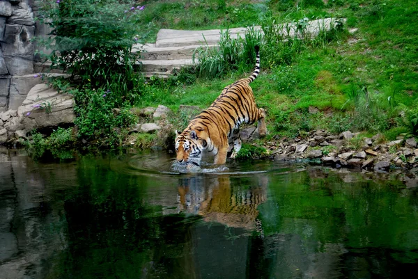 Tigre — Fotografia de Stock