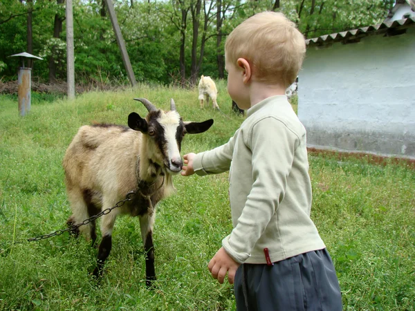 Bambini e capra — Foto Stock