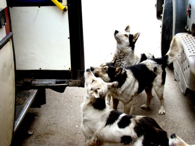 sokak köpekleri