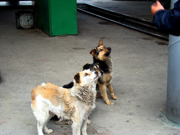 Straßenhunde — Stockfoto