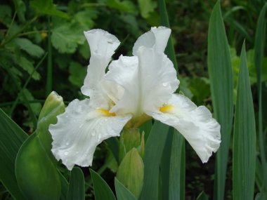 Iris