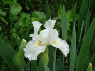 Iris