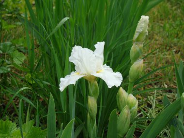 Iris