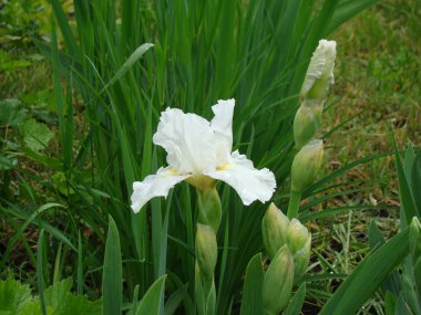 Iris