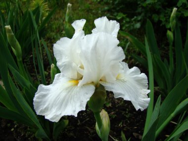 Iris