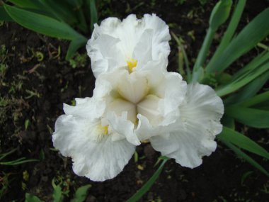 Iris
