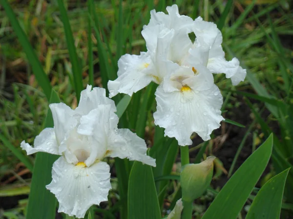 Iris — Stock Photo, Image