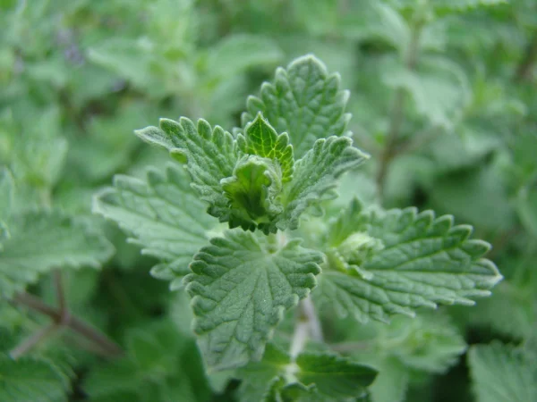 Oregano — Stockfoto