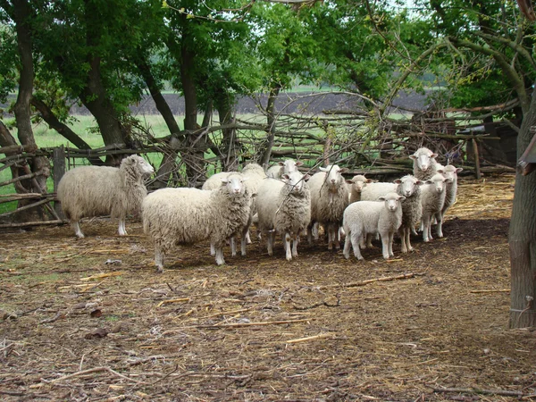 Sheep — Stock Photo, Image